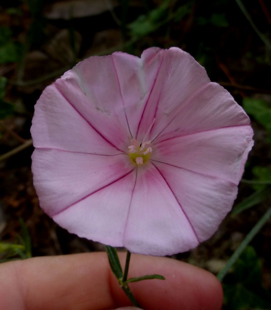 Convolvulus cantabrica